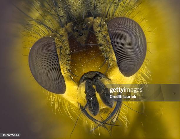 amarillo mosca de estercolero - ojo compuesto fotografías e imágenes de stock