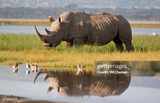 rhino reflexion - see lake nakuru stock-fotos und bilder