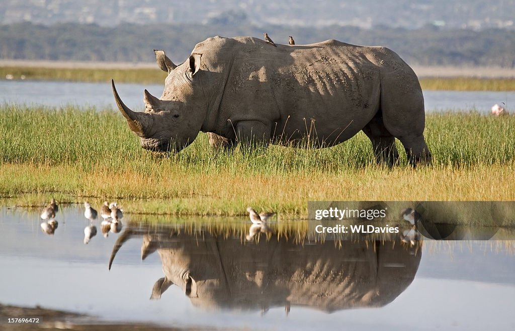 Rhino Reflection