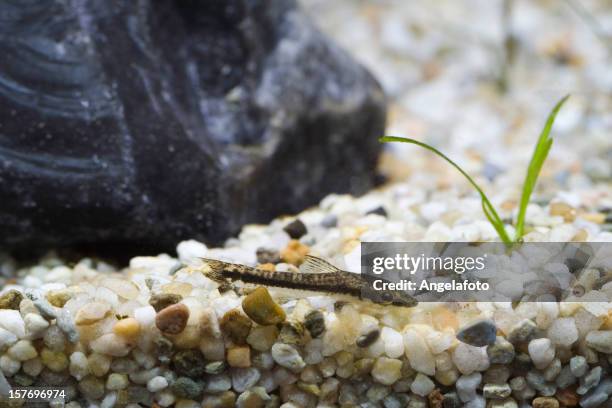 little otocinclus in acquarium - acquarium stock pictures, royalty-free photos & images