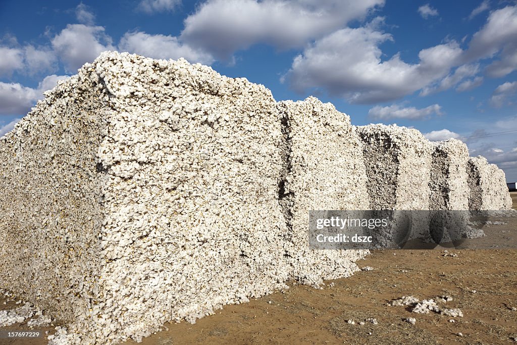 Módulos de algodão em gin campo Pronto para ginning