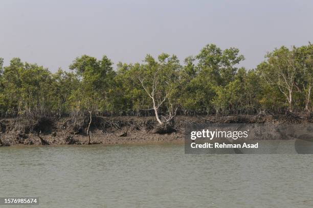 sundarbans elsewhere - khulna stock pictures, royalty-free photos & images