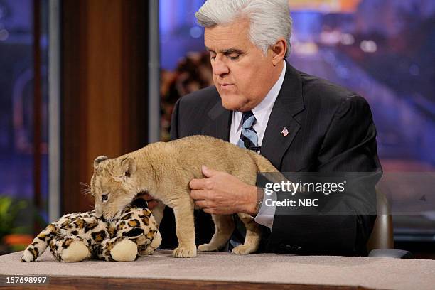 Episode 4366 -- Pictured: Host Jay Leno plays with a baby lion on December 5, 2012 --