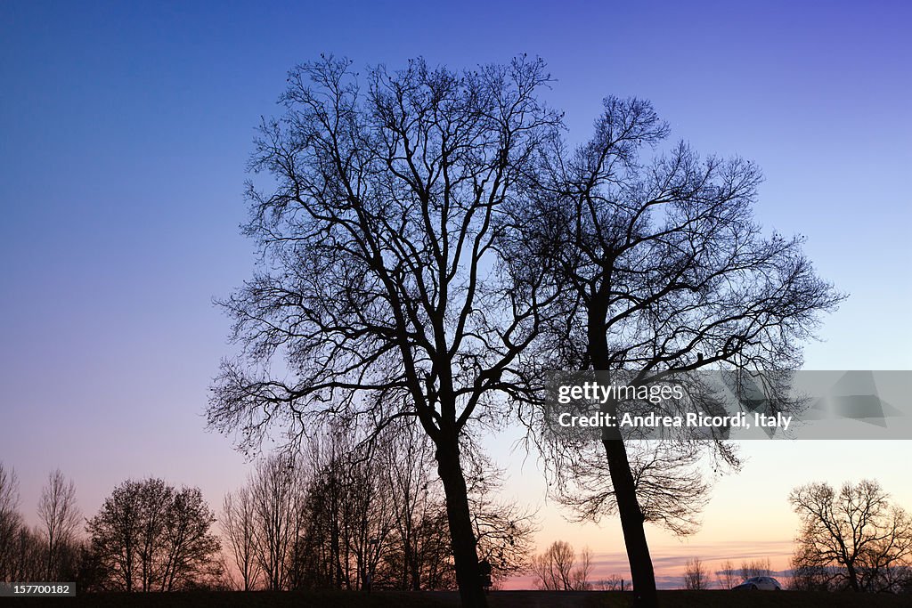 Silhouetted winter trees at dusk