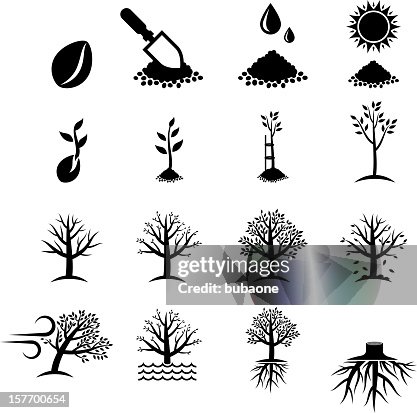 Growing Tree Process black & white vector icon set Growing Tree Process black & white vector icon set