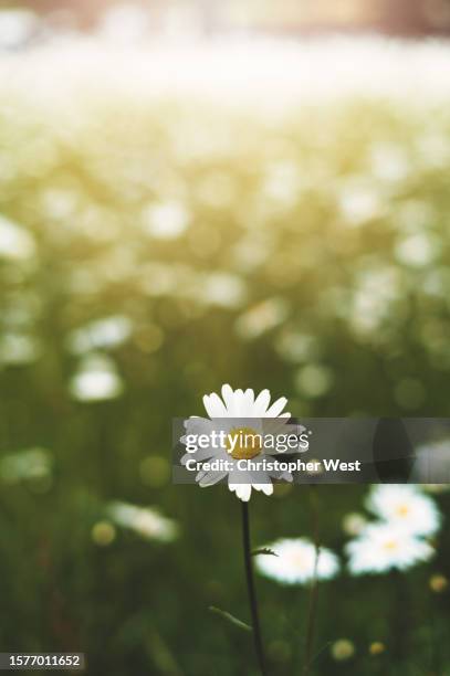 daisy standing out in the meadow - standing out from the crowd flower stock pictures, royalty-free photos & images