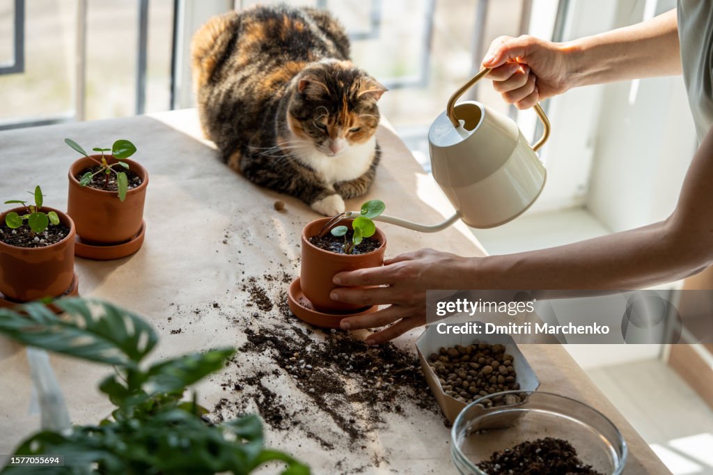 Woman watering seedling of Pilea plant. Lovely cat watching process of caring for home garden.