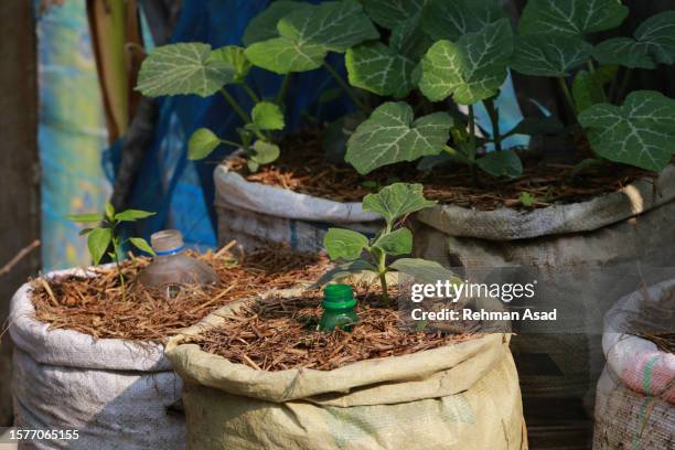 new idea vegetable planting - khulna stock pictures, royalty-free photos & images