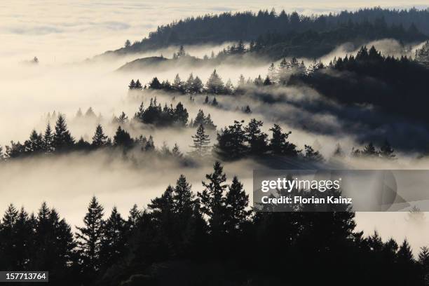 coastal fog - floresta de sequoias - fotografias e filmes do acervo