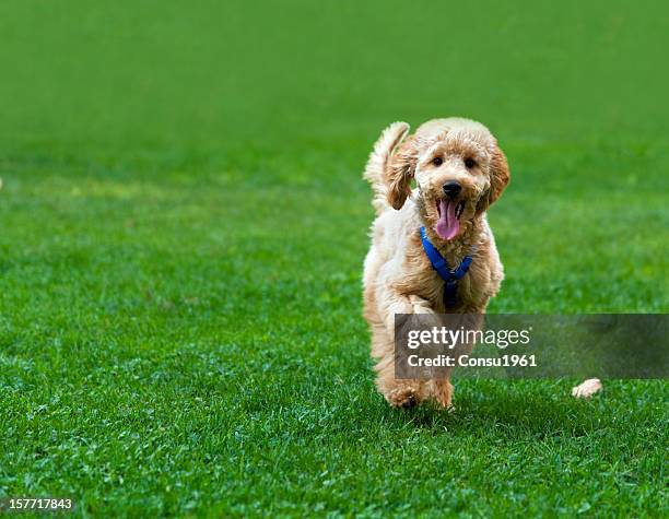 happy - standard poodle stock pictures, royalty-free photos & images