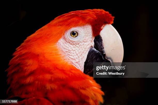 hellroter ara papagei - scarlet macaw stock-fotos und bilder