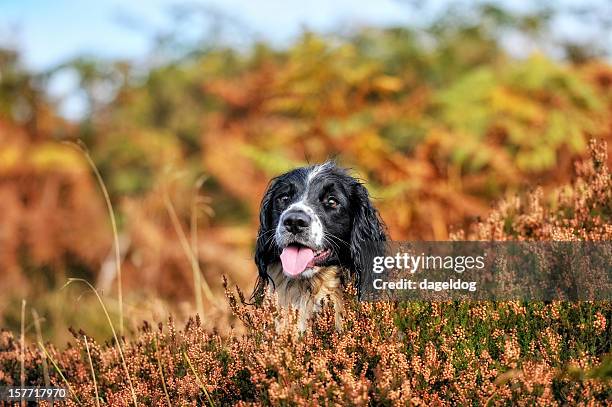 evening sun - springerspaniël stockfoto's en -beelden