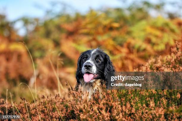 evening sun - moor stock pictures, royalty-free photos & images