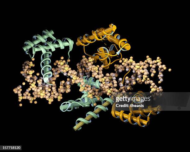 model of a transcription factor binding to dna - enzyme structure stock pictures, royalty-free photos & images