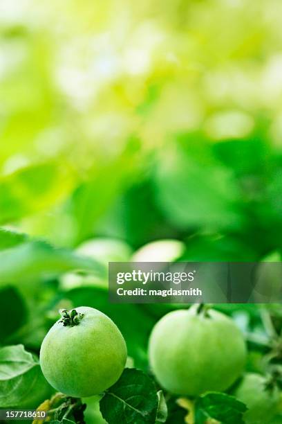 manzanas en brach verde - magdasmith fotografías e imágenes de stock