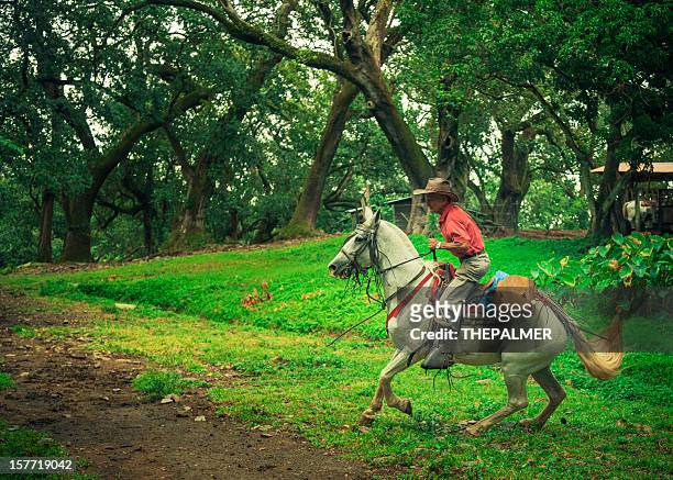 cowboy in costa rica - vaqueros stock pictures, royalty-free photos & images