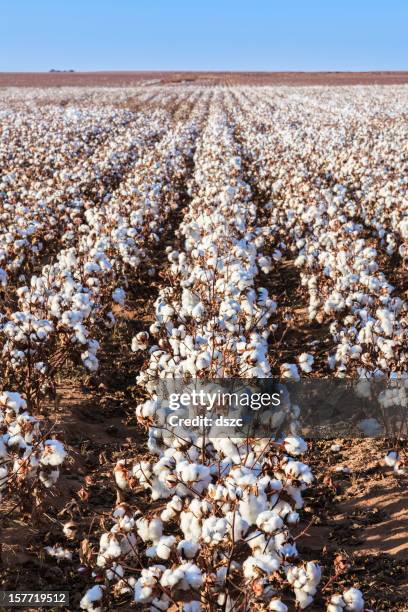 algodón en campo listo para harvest - cotton wool fotografías e imágenes de stock