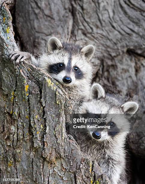 young racoons - mammal stock pictures, royalty-free photos & images