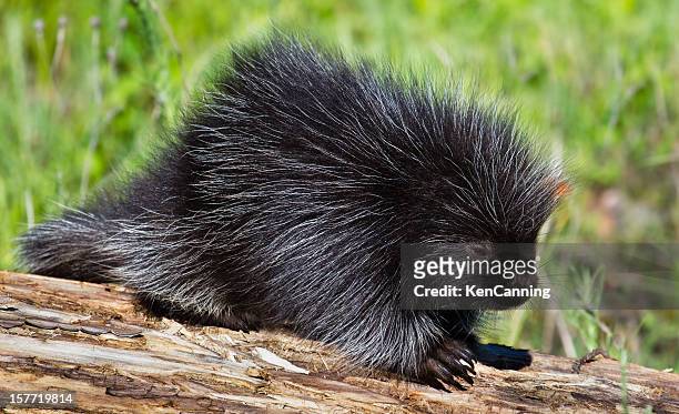 baby porcupine - porcupine stockfoto's en -beelden