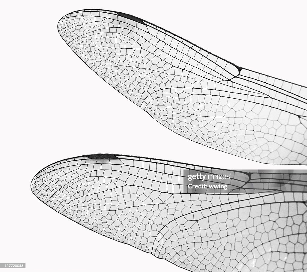 Macro Dragonfly Wings