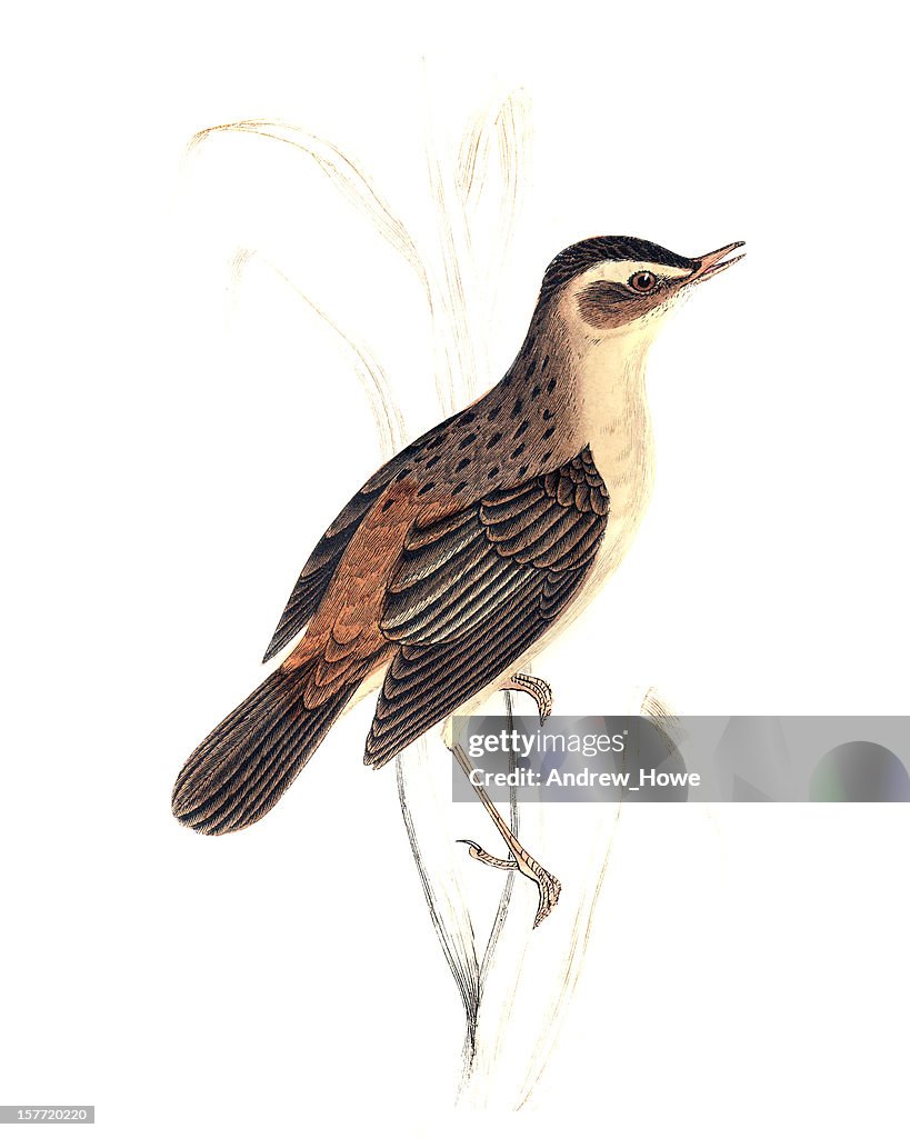 Sedge Warbler - Hand Coloured Engraving