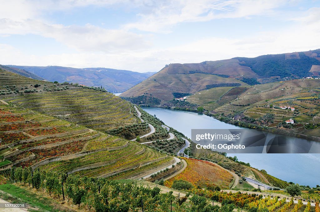 Weinberge im Herbst