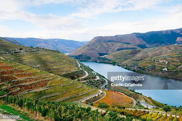 terraced vineyards in autumn - portugal vineyard stock pictures, royalty-free photos & images