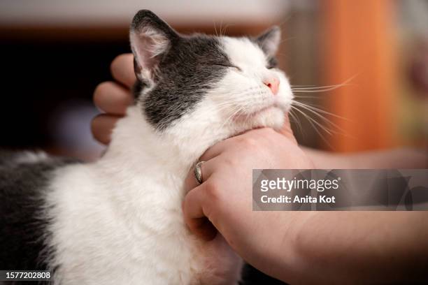 human-cat relationship - cat purring stock pictures, royalty-free photos & images