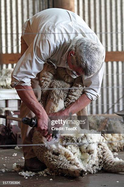 esquilar - oveja mamífero ungulado fotografías e imágenes de stock