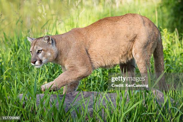 mountain lion - puma stock-fotos und bilder