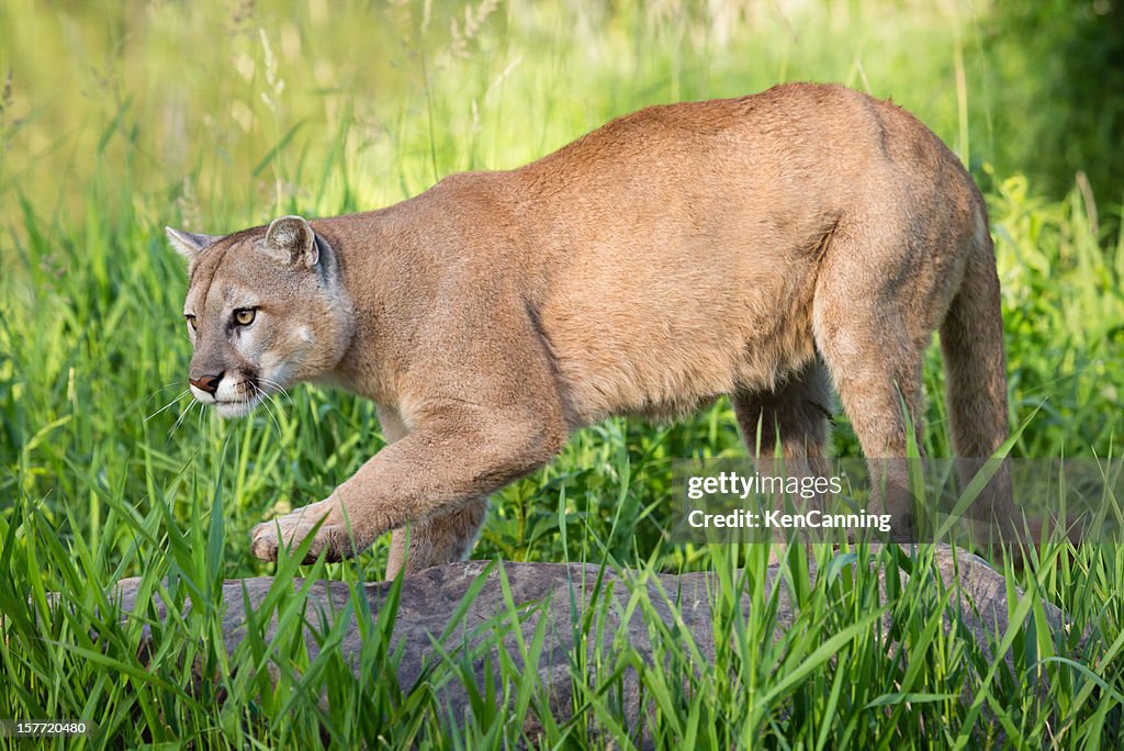 Mountain Lion