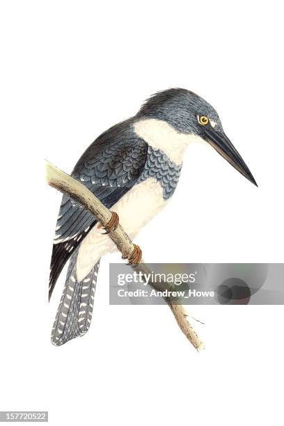 belted kingfisher - hand coloured engraving - belted kingfisher stock illustrations
