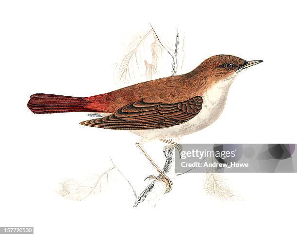 nightingale - hand coloured engraving - nightingale bird stock illustrations