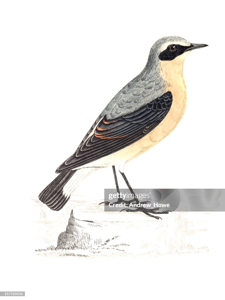 Wheatear - Hand Coloured Engraving