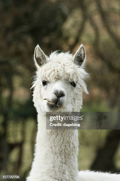 flame - alpaca stock pictures, royalty-free photos & images