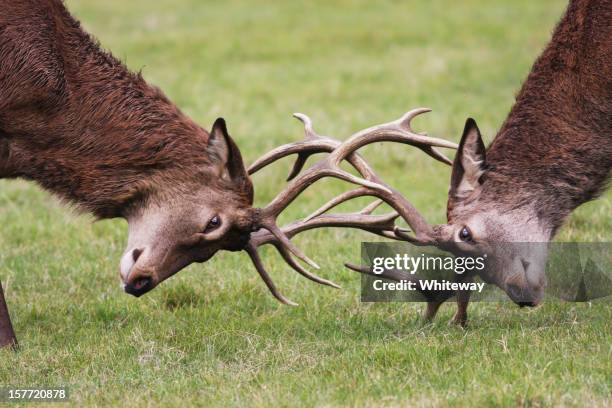 rutting red deer stags fighting with antlers locked - two animals stock pictures, royalty-free photos & images
