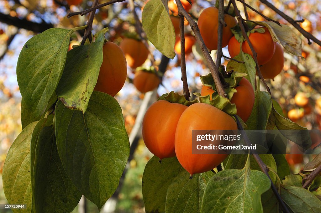 Bio-Kaki Obst auf Tree Branch