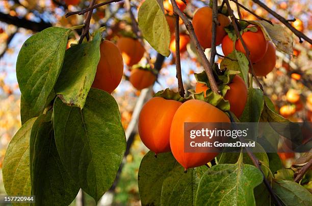 persimón orgánico de frutas en tree branch - persimmon fotografías e imágenes de stock