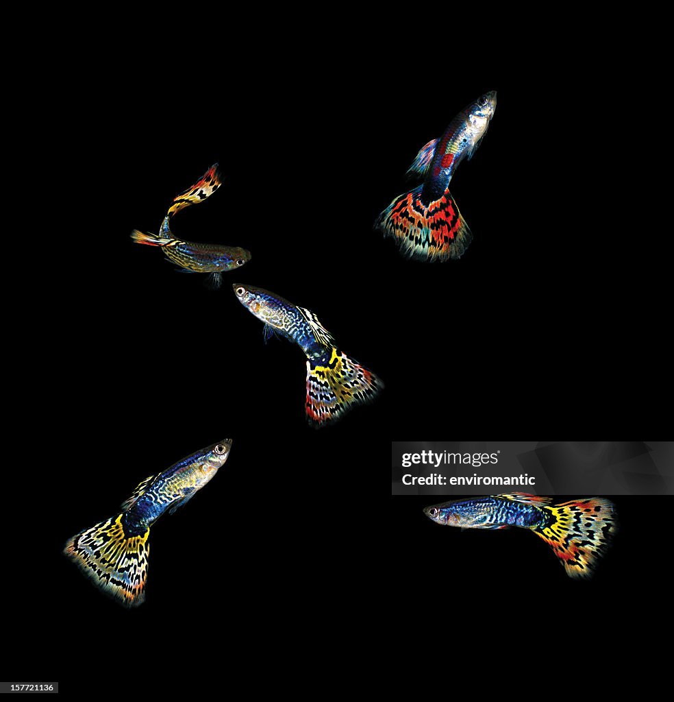 Five colourful Guppies.