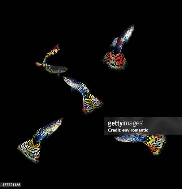 five colourful guppies. - guppy stock pictures, royalty-free photos & images