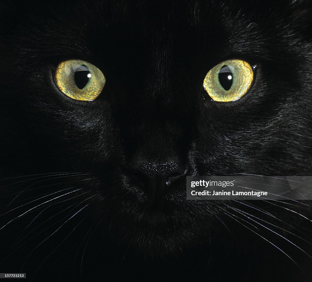 Black Cat Eyes