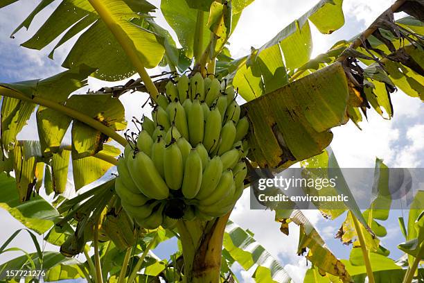 bananenstaude. - bananenplantage stock-fotos und bilder