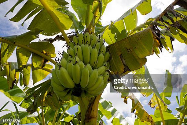 banana tree. - banana tree stockfoto's en -beelden