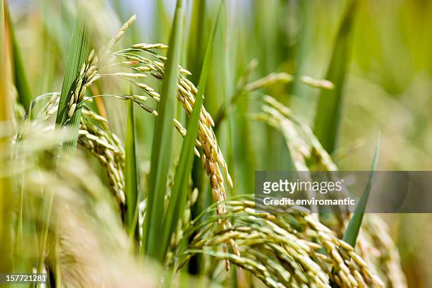 rice field. - rice paddy stock pictures, royalty-free photos & images