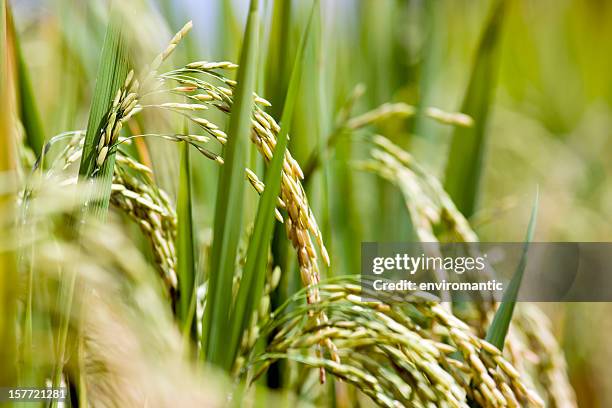 campo de arroz. - arroz alimento básico imagens e fotografias de stock