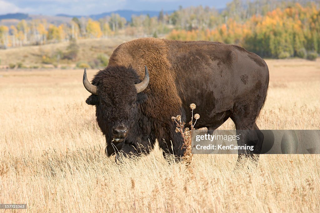 American Bison, Buffalo Grazing in Grass Field