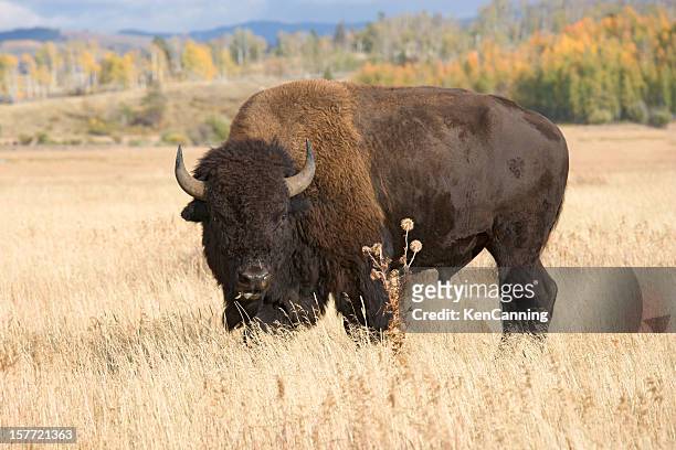 american bison, buffalo grazing in grass field - jackson hole bildbanksfoton och bilder