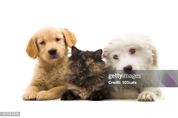 three buddies - cat dog stockfoto's en -beelden