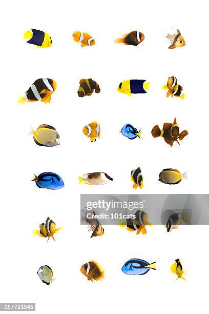 sea life - anemonefish stockfoto's en -beelden