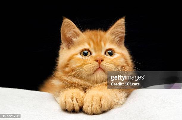 big paws - sad groom stock pictures, royalty-free photos & images